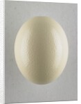 Egg by Anonymous
