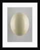 Egg by Anonymous
