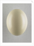 Egg by Anonymous