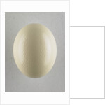 Egg by Anonymous