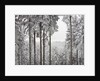 Evergreen forest in winter by Anonymous