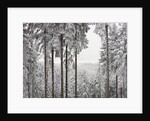 Evergreen forest in winter by Anonymous