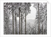 Evergreen forest in winter by Anonymous