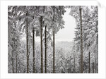 Evergreen forest in winter by Anonymous