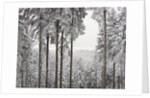 Evergreen forest in winter by Anonymous