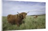 Shaggy haired highland cows by Anonymous