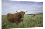 Shaggy haired highland cows by Anonymous