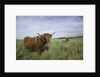 Shaggy haired highland cows by Anonymous