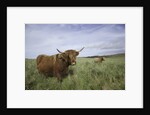 Shaggy haired highland cows by Anonymous