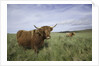 Shaggy haired highland cows by Anonymous