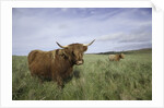 Shaggy haired highland cows by Anonymous