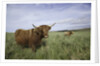 Shaggy haired highland cows by Anonymous