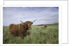 Shaggy haired highland cows by Anonymous