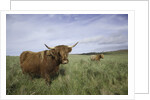 Shaggy haired highland cows by Anonymous