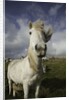 Wild Eriskay ponies grazing in village by Anonymous