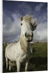 Wild Eriskay ponies grazing in village by Anonymous