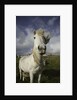 Wild Eriskay ponies grazing in village by Anonymous