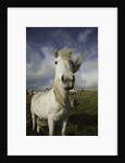Wild Eriskay ponies grazing in village by Anonymous