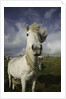Wild Eriskay ponies grazing in village by Anonymous