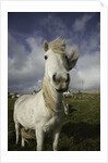 Wild Eriskay ponies grazing in village by Anonymous