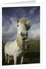 Wild Eriskay ponies grazing in village by Anonymous