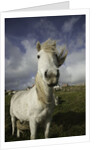 Wild Eriskay ponies grazing in village by Anonymous