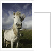 Wild Eriskay ponies grazing in village by Anonymous