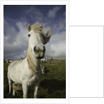Wild Eriskay ponies grazing in village by Anonymous