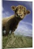Shaggy haired highland cow by Anonymous