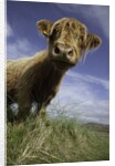 Shaggy haired highland cow by Anonymous