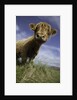 Shaggy haired highland cow by Anonymous