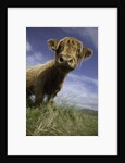 Shaggy haired highland cow by Anonymous