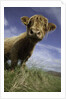 Shaggy haired highland cow by Anonymous