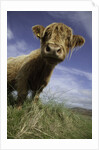 Shaggy haired highland cow by Anonymous