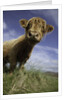 Shaggy haired highland cow by Anonymous