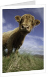 Shaggy haired highland cow by Anonymous