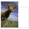 Shaggy haired highland cow by Anonymous