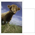 Shaggy haired highland cow by Anonymous