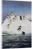 Adelie Penguins on ice pack just off of Paulet Island by Anonymous