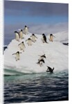 Adelie Penguins on ice pack just off of Paulet Island by Anonymous