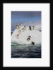 Adelie Penguins on ice pack just off of Paulet Island by Anonymous
