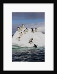 Adelie Penguins on ice pack just off of Paulet Island by Anonymous