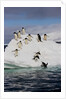 Adelie Penguins on ice pack just off of Paulet Island by Anonymous