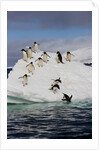 Adelie Penguins on ice pack just off of Paulet Island by Anonymous