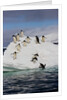 Adelie Penguins on ice pack just off of Paulet Island by Anonymous