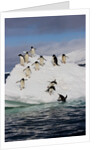 Adelie Penguins on ice pack just off of Paulet Island by Anonymous