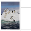 Adelie Penguins on ice pack just off of Paulet Island by Anonymous