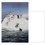 Adelie Penguins on ice pack just off of Paulet Island by Anonymous
