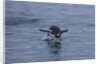 Gentoo penguin jumping out of the water off of Neko Harbor by Anonymous