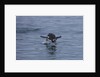 Gentoo penguin jumping out of the water off of Neko Harbor by Anonymous
